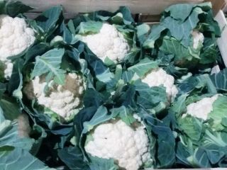 Compraré verduras frescas, coliflor, brócoli, invito a agricultores y