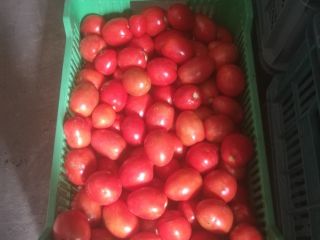 Venderé tomate de campo rojo. Plantación propia, pequeñas y