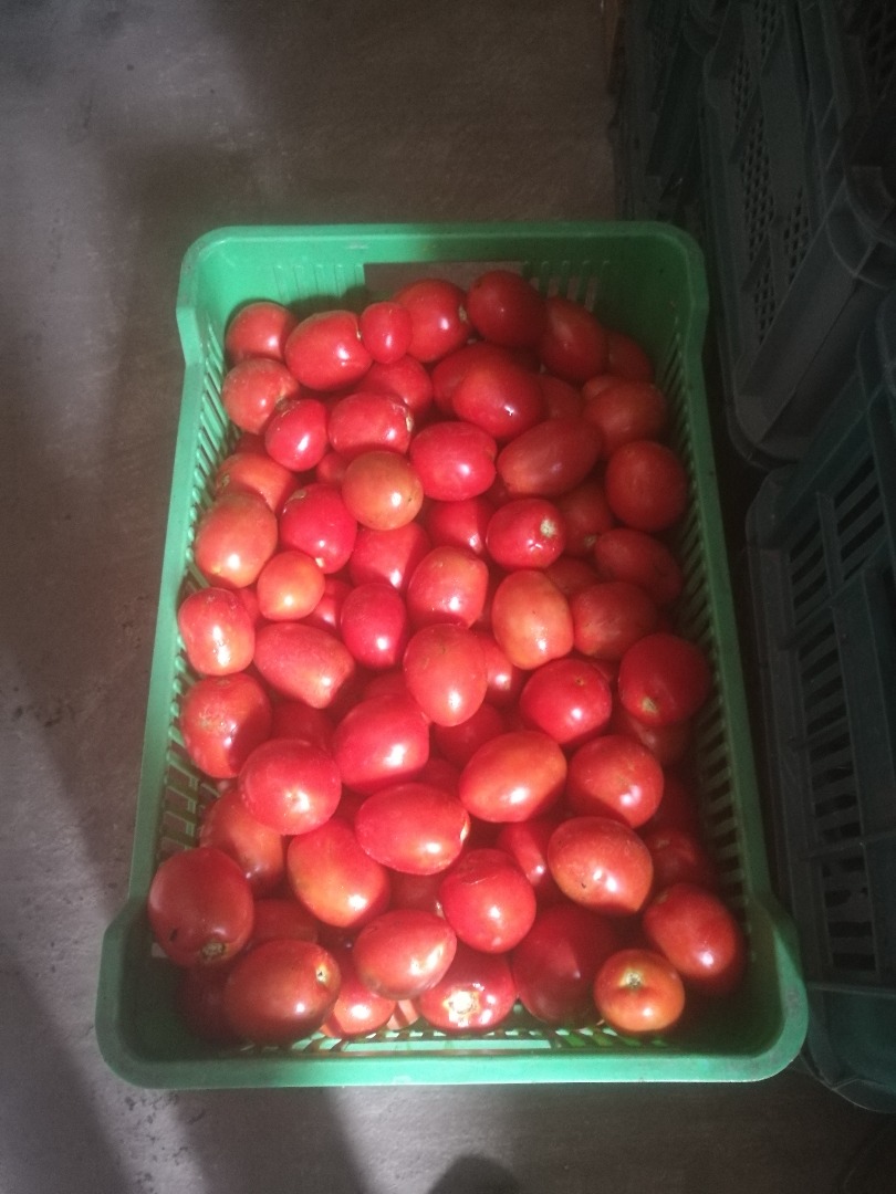 Venderé tomate de campo rojo