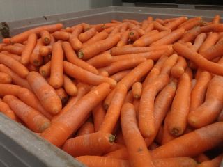 Zanahorias para el procesamiento de Polonia 20 + -40