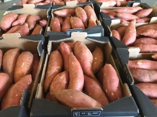 Batatas El origen de España. Tamaños: S, M, L1,