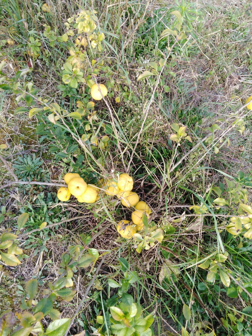Venderé membrillo japonés de una plantación orgánica