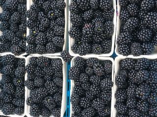 Venderé Blackberry 500 g. Colecciono 400 kg diarios.