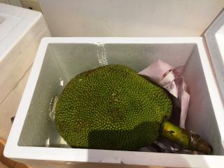 JackFruit también se puede llamar una fruta de la