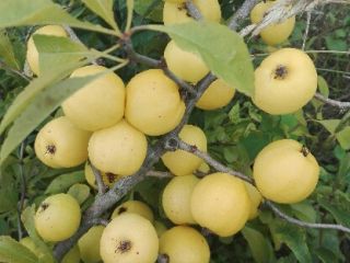 Venderé membrillo japonés y membrillo de fruta grande. Frutas
