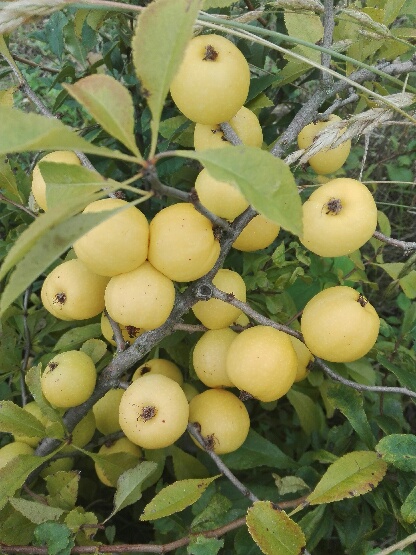 Venderé membrillo japonés y membrillo de fruta grande