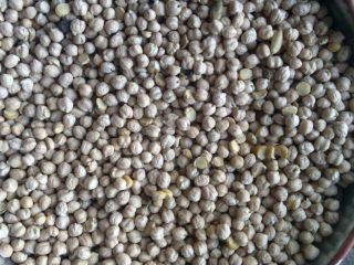 Peso: 1000 semillas = 480 g; tamaño de semilla