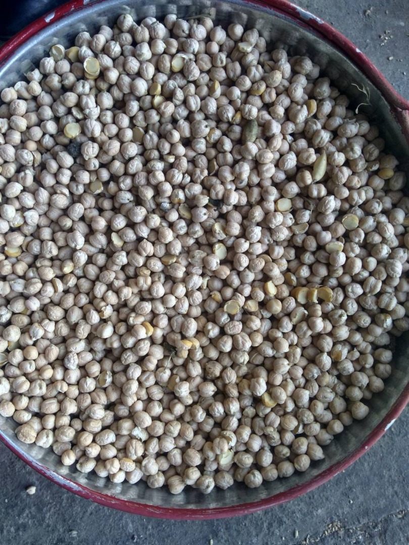 Peso: 1000 semillas = 480 g; tamaño de semilla 8-12mm