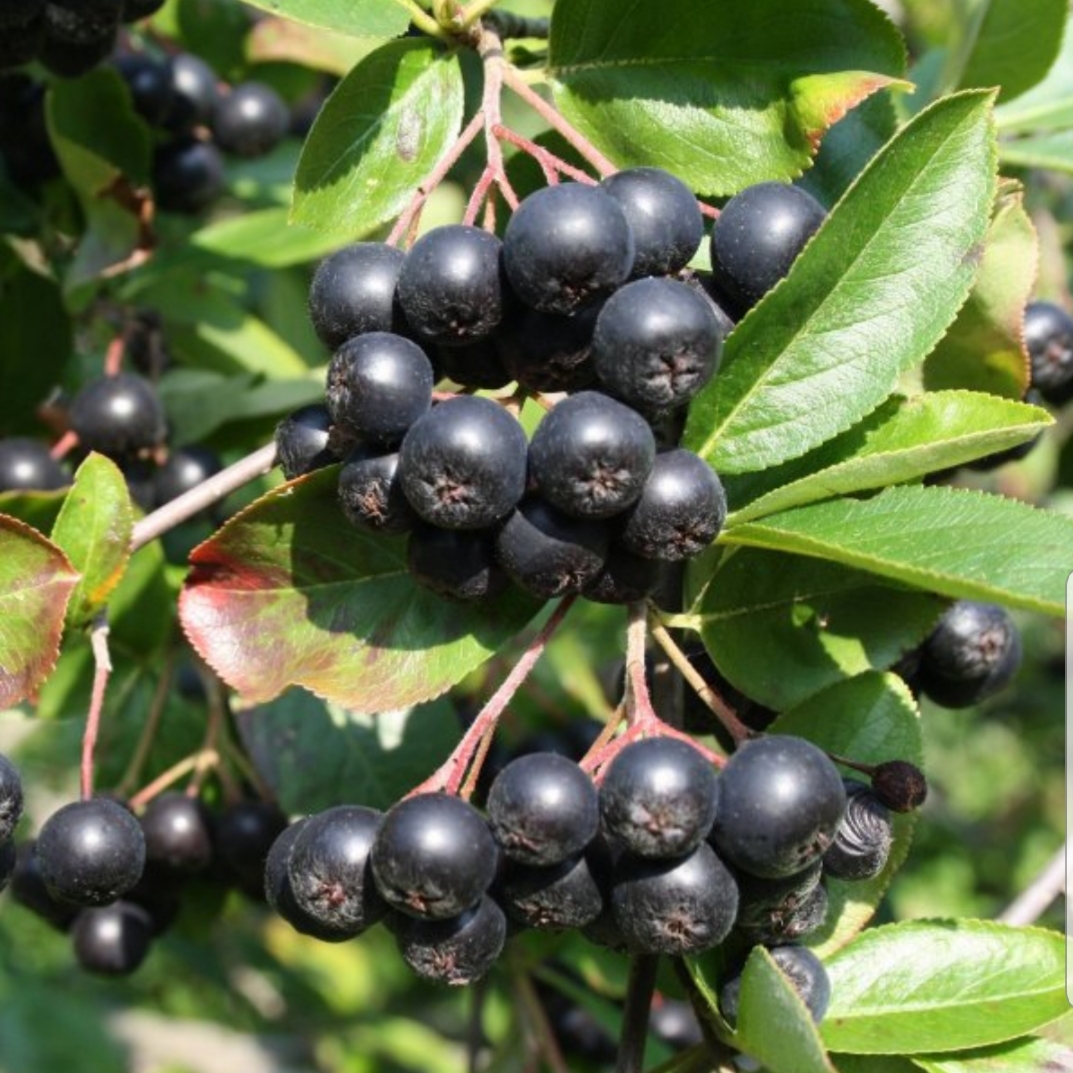Aronia con certificado orgánico muy dulce 22do28 brixuw precio en el arbusto Colección de la máquina de plantación
