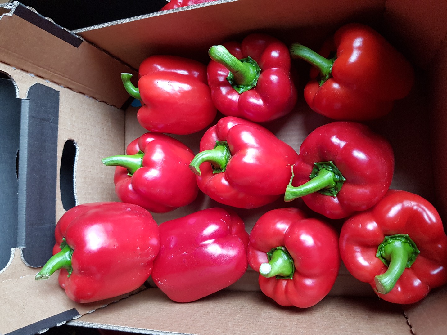 Venderé pimientos de clase I rojos, amarillos y verdes del túnel de la más alta calidad a muy buen precio