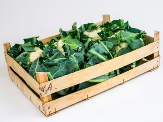 Venderé coliflor, calibre 6 u 8. La coliflor se
