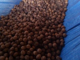 Hola, tengo que vender unos 100 kilogramos de nuez