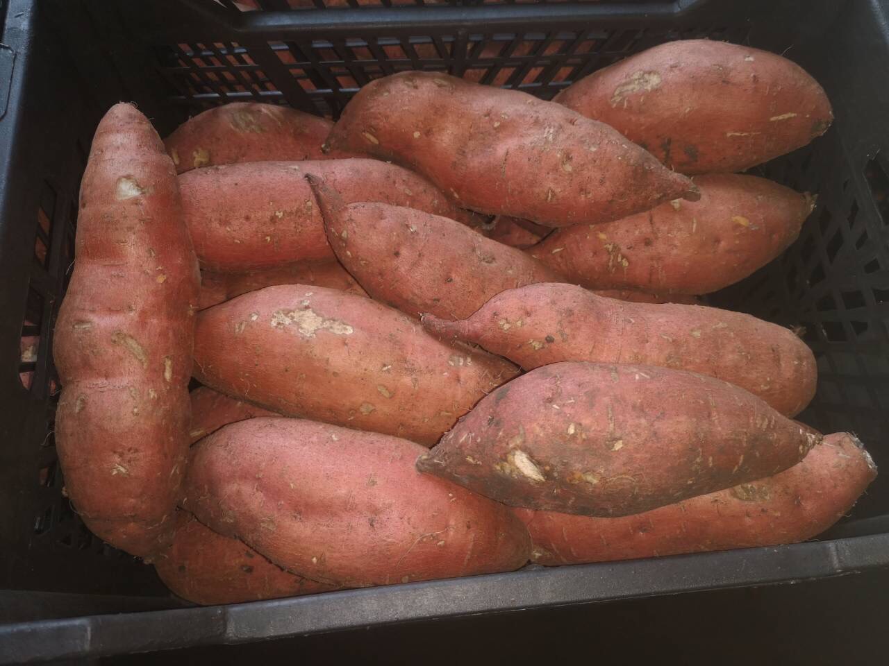Venderé en grandes cantidades Potat Sweet Sweet potato, tenemos grandes cantidades