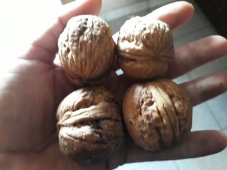 Grandes nueces de un huerto orgánico para la venta