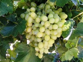 Vendemos uvas de Grecia. Variedad VICTORIA.