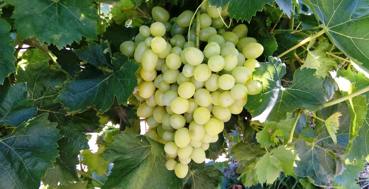 Vendemos uvas de Grecia