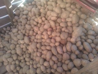 Venderé patatas con FITO y el certificado GLOBAL GAP