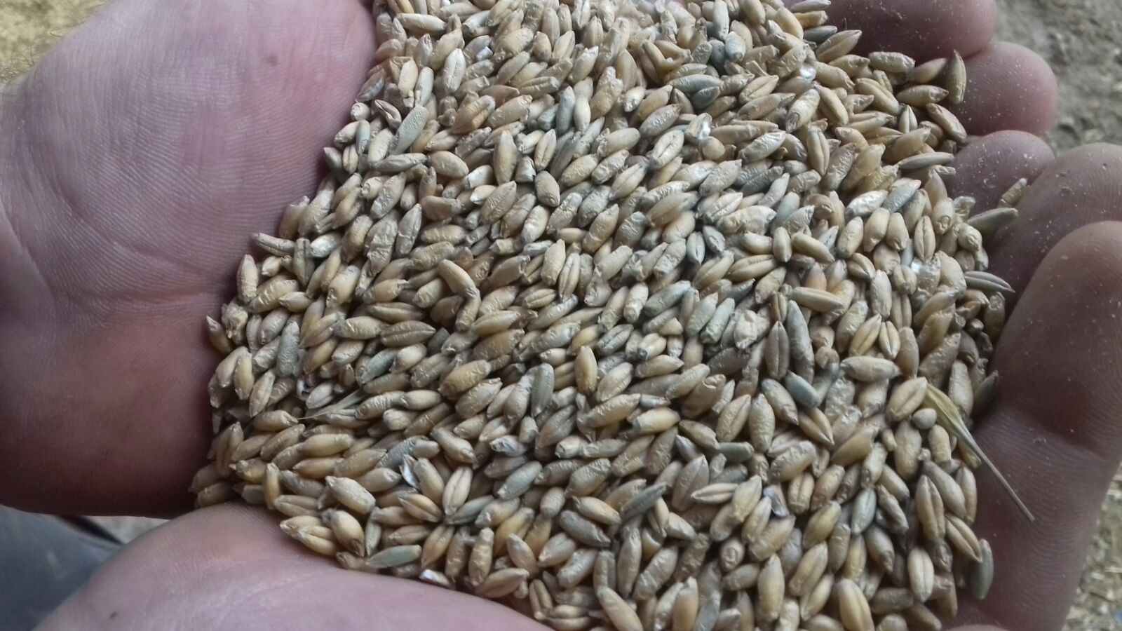 hola a la venta cerca de 9 toneladas de triticale forrajero con una pequeña cantidad de centeno alrededor del 10-15%