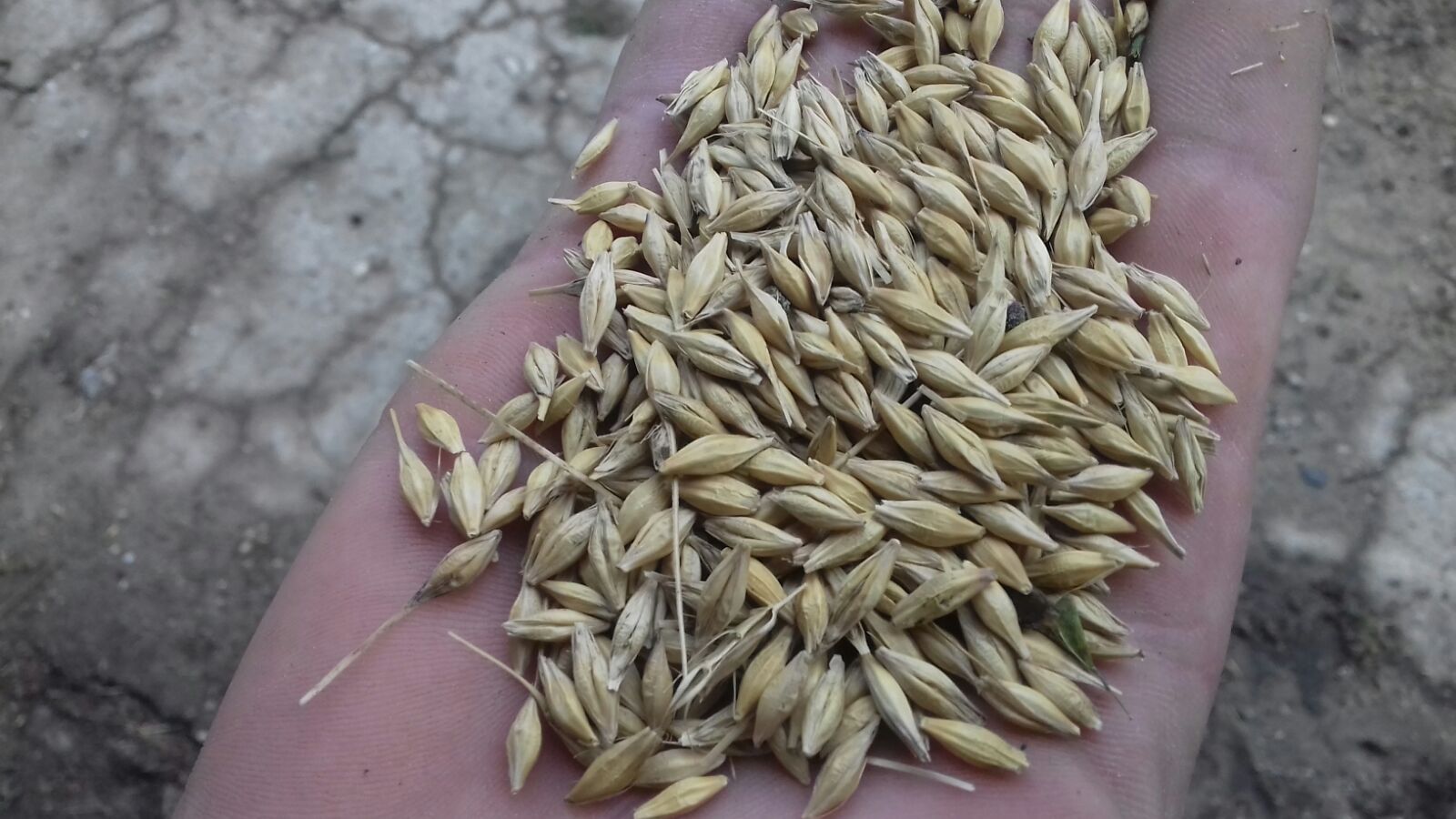 En venta cerca de 5 toneladas de cebada de invierno