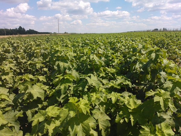 Cortes de grosella negra con licencia de variedades: Polares, Tihope, Gofert, Ruben, Minerales, Tiben, Tisel, Ben Tirran, Ben Alder, Be Connan, Triton Choice