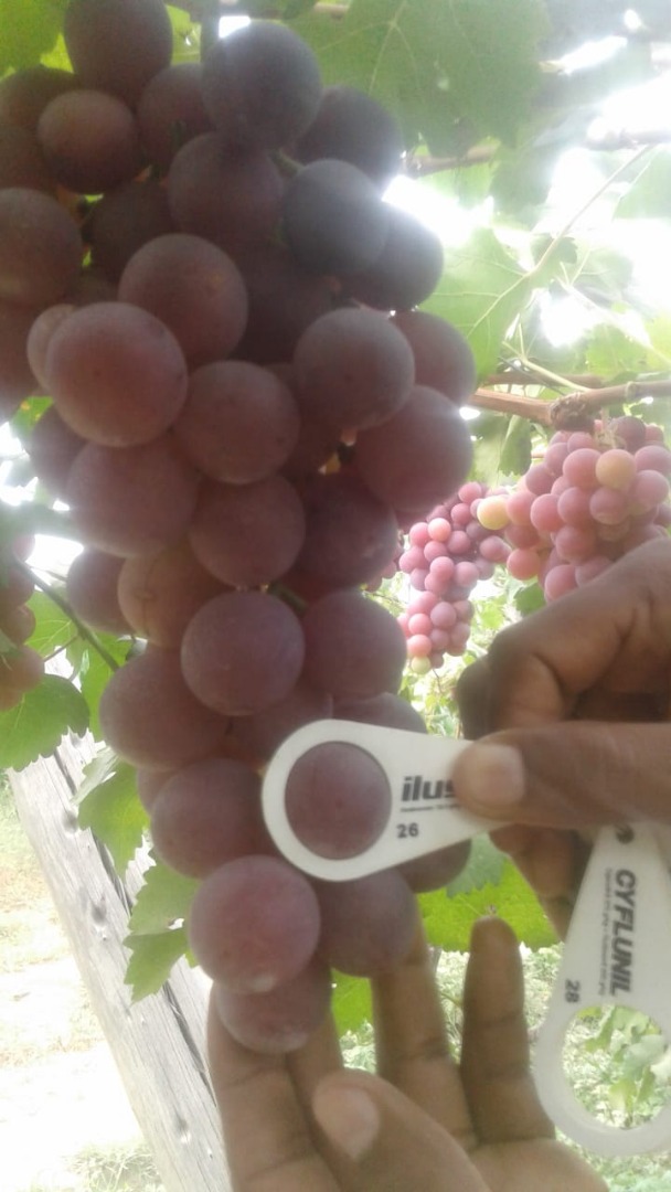 La uva Red Globe es destacada por sus racimos de gran tamaño y bayas de alto calibre