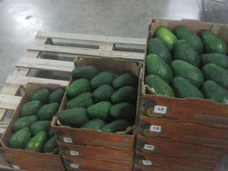 Esta variedad de Palta presenta de tamaño mediano, oscila