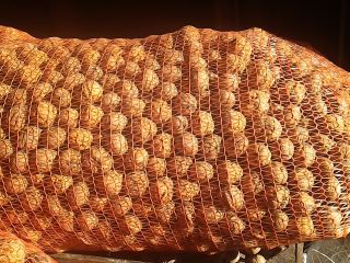 Venderé 100 kg de nueces orgánicas de mi propio