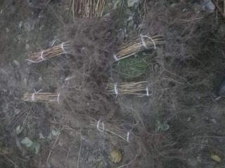 Venderé grandes cantidades de plantones de frambuesa de otoño