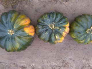Muscat de Provence calabazas para la venta aprox. 100