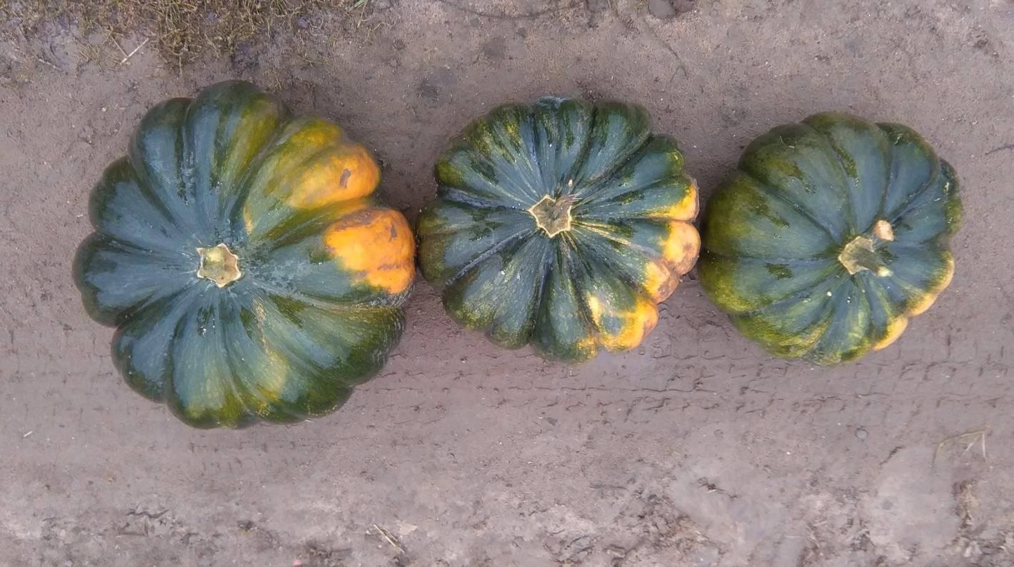 Muscat de Provence calabazas para la venta aprox