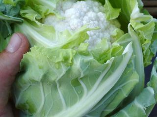 Calibre de coliflor 6-8 pcs en el paquete. Disponible