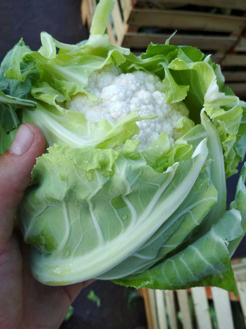 Calibre de coliflor 6-8 pcs en el paquete