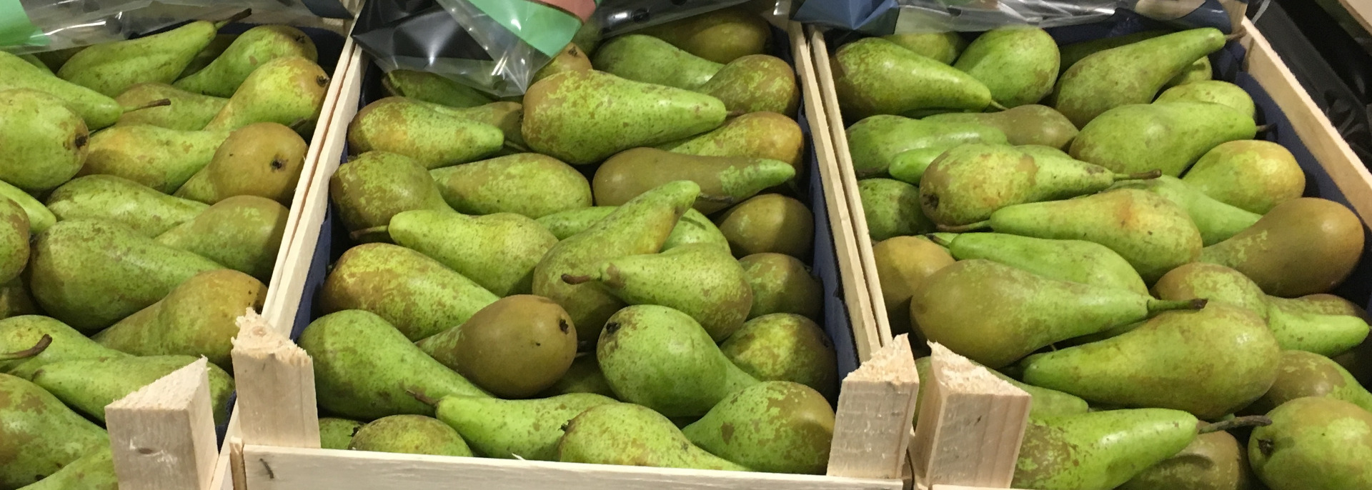 Pear Conference todos los calibres de 55+ a 75+