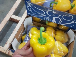 Pimiento rojo, verde, amarillo, naranja de España, calibre G