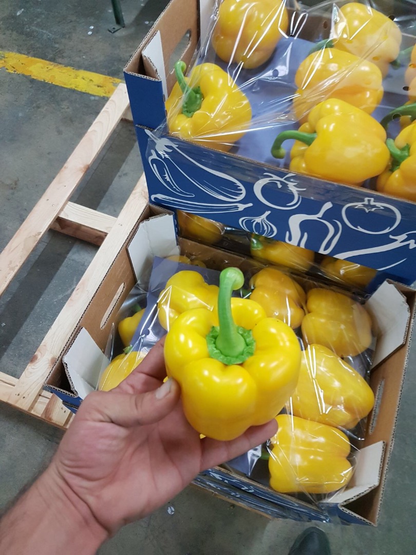 Pimiento rojo, verde, amarillo, naranja de España, calibre G o M, alta calidad de productos, precios competitivos