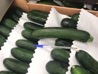 Venderé un calabacín muy bonito. Paquetes gratuitos. Precio a