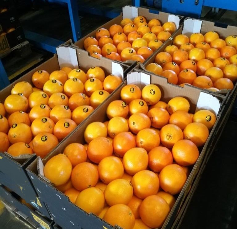 Venderé naranjas, importamos de españa