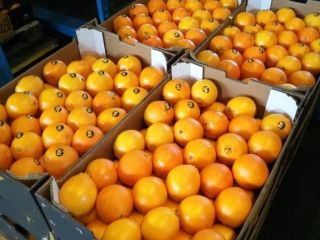 Muy bonitas naranjas de españa. Precio atractivo Embalaje gratis.