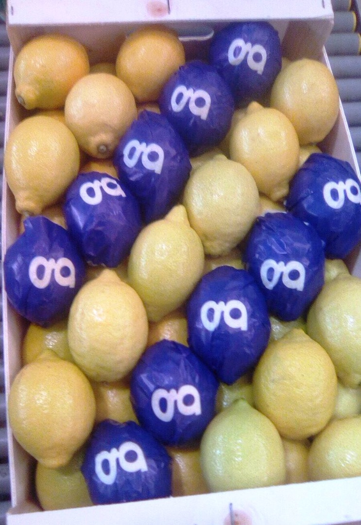 Lemon I Class, exportación desde España, agradable, fresca