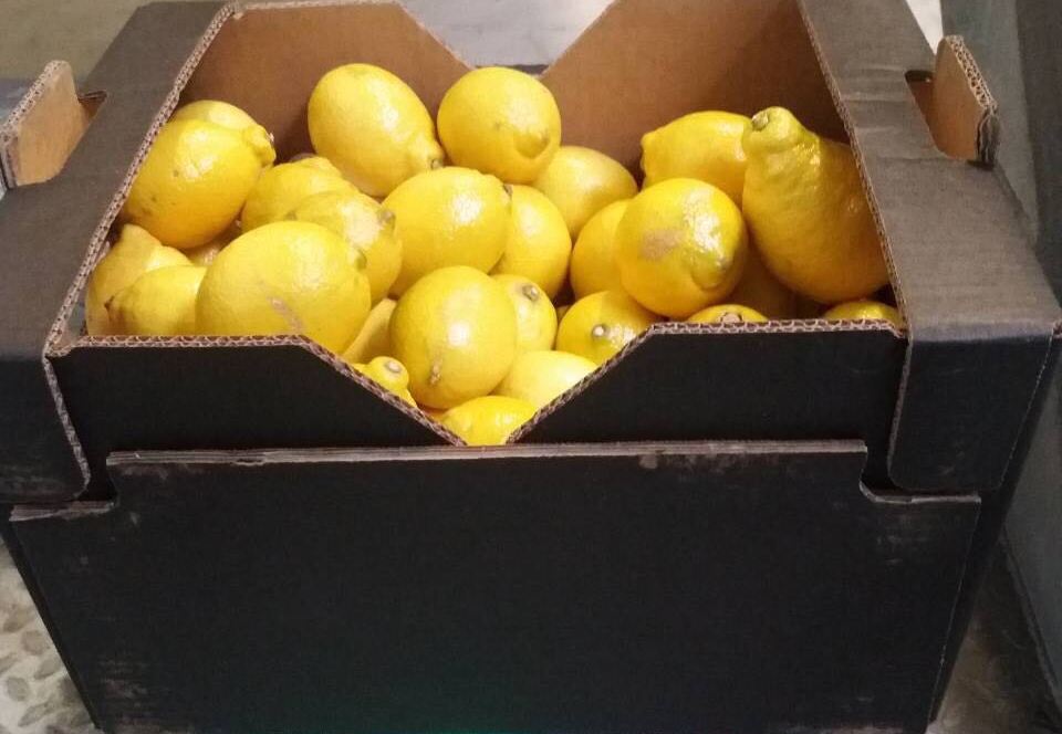 La Clase Limón II, exportada desde España, tiene una piel impecable, pero la calidad de la pulpa es alta, fresca