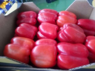 Venderé pimiento rojo, importado de España, clase estándar, agradable