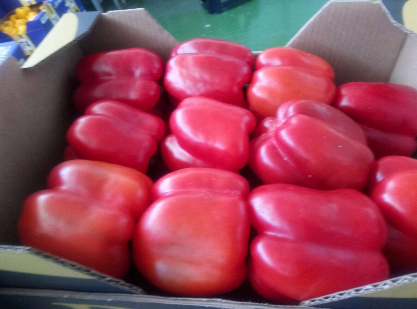 Venderé pimiento rojo, importado de España, clase estándar, agradable y fresco