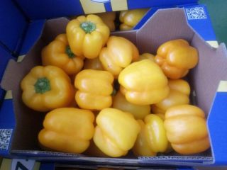 Pimiento amarillo para la venta, importación de España, clase