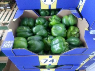 Venderé pimientos amarillos y verdes, importados de España, estándar,
