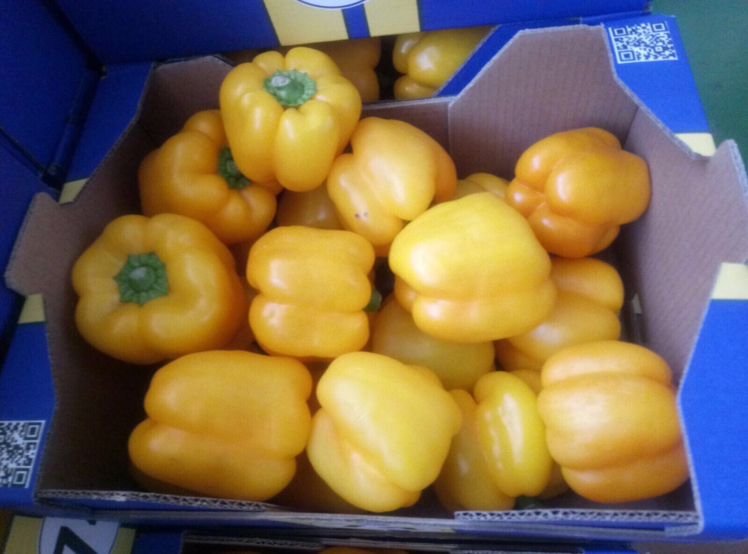 Pimiento amarillo para la venta, importación de España, clase estándar, agradable, fresco