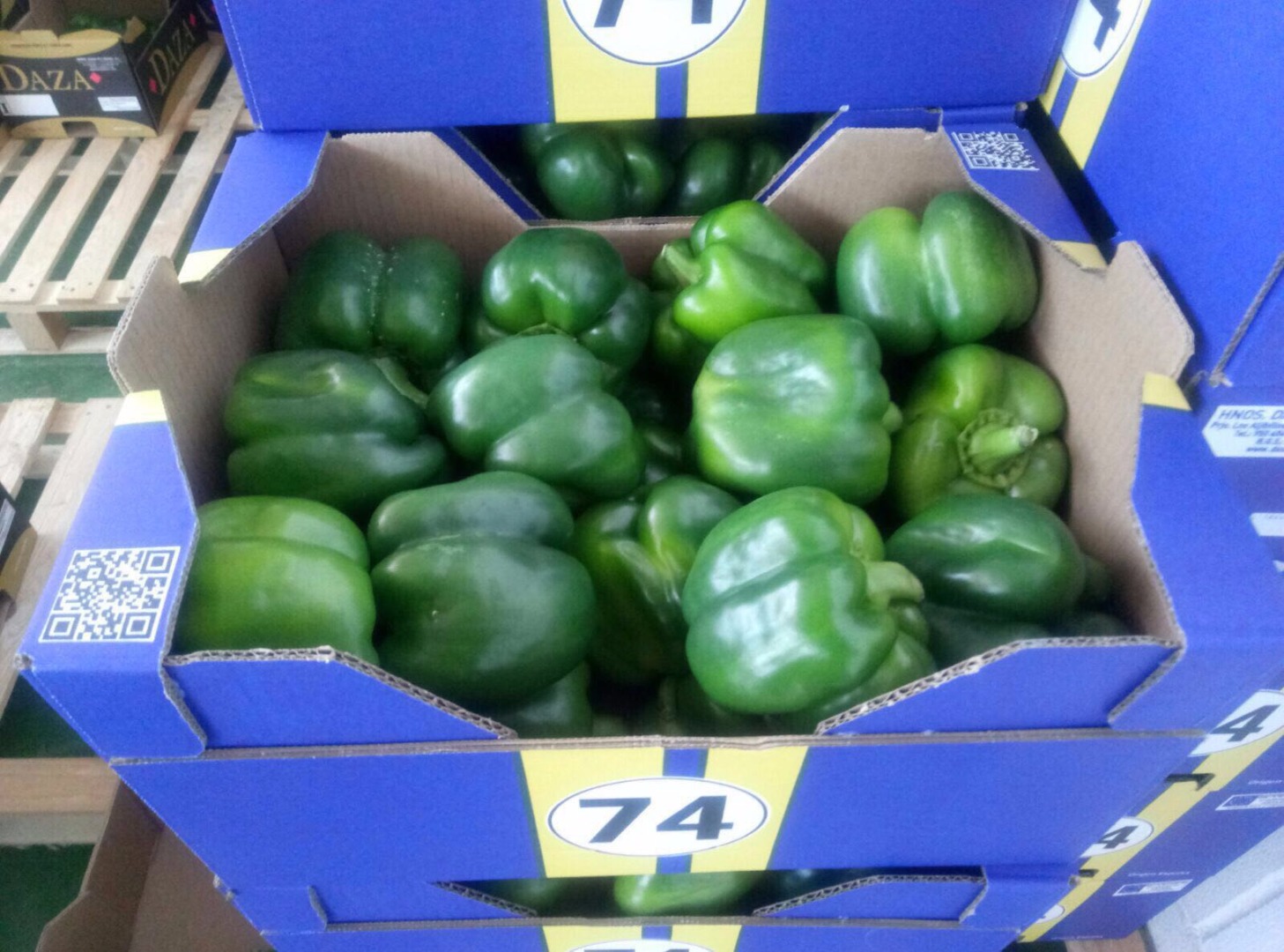 Venderé pimientos amarillos y verdes, importados de España, estándar, agradable, fresco