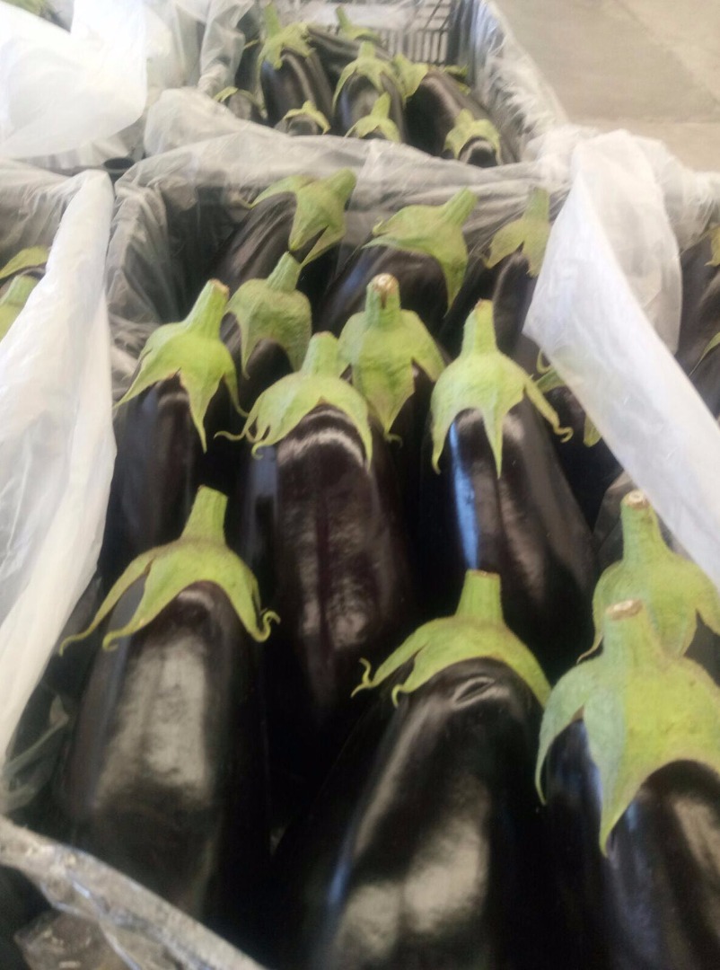 Venderé berenjena, importación de España, 1 clase, tamaño M, agradable, fresco, atractivo precio