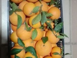 Venderé naranjas, importadas de España, directamente del campo, frescas,