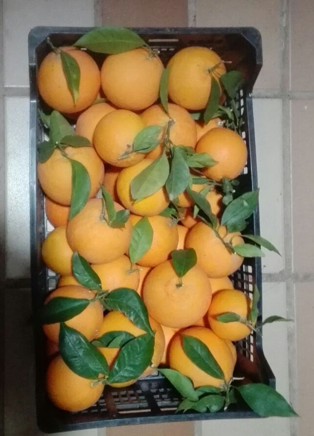 Venderé naranjas, importadas de España, directamente del campo, frescas, bonitas, con o sin hojas, cantidades al por mayor