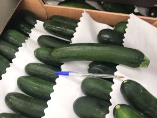 Venderé calabacín, importación de España, bonito, fresco, G21 /